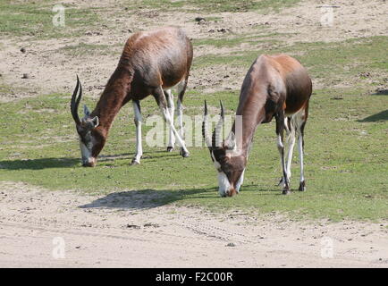 Zwei Reife South African Blessböcke oder Blesbuck Antilopen grasen (Damaliscus Pygargus Phillips) Stockfoto