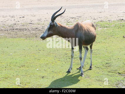 Ältere männliche South African Blessböcke oder Blesbuck Antilope (Damaliscus Pygargus Phillips) Stockfoto