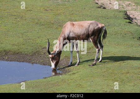 Ältere männliche South African Blessböcke oder Blesbuck Antilope (Damaliscus Pygargus Phillips) Trinkwasser Stockfoto
