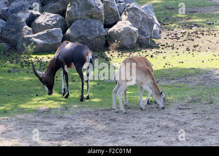 Drei südafrikanische Blessböcke oder Blesbuck Antilopen (Damaliscus Pygargus Phillips), eine ältere Tier und zwei Jugendliche Stockfoto