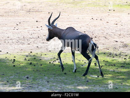 South African Blessböcke oder Blesbuck Antilope Reifen (Damaliscus Pygargus Phillips) Stockfoto