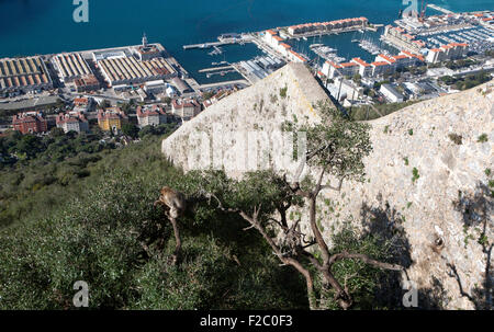 Der Charles V Wall Blick über Hafen und Werft Lager in Gibraltar, Britisches Territorium im Süden Europas Stockfoto