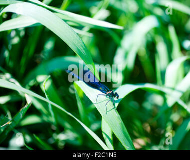 Eine blaue Libelle auf Blatt Stockfoto