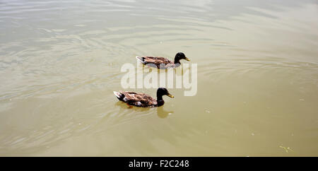 Foto von einem Enten auf dem Wasser Stockfoto