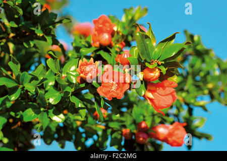 Portugal: Blumen der Granatapfelbaum (Punica Granatum) Stockfoto