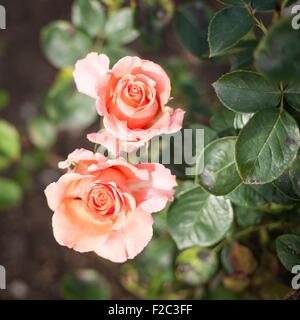 Pfirsich farbigen Rosen Stockfoto