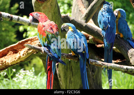 Papageien auf einem abgestorbenen Baum Stockfoto