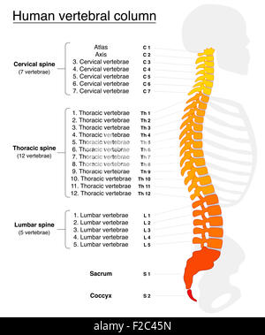 Wirbelsäule mit Namen und Nummern der Wirbel - Seitenansicht - feurigen Farben. Stockfoto