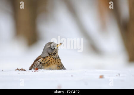 Wacholderdrossel im Schnee Stockfoto