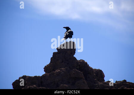 Rabe auf der Suche der Roque de Los Muchachos, La Palma, Kanarische Inseln, Spanien Stockfoto