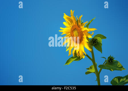 Sonnenblume gegen blauen Himmel, Kulturpflanze im Bereich Landwirtschaft Stockfoto