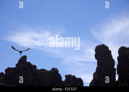 Rabe auf der Suche der Roque de Los Muchachos, La Palma, Kanarische Inseln, Spanien Stockfoto