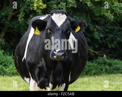 Kuh Porträt in einem Feld mit Ohrmarken, Dorset, England, Großbritannien Stockfoto