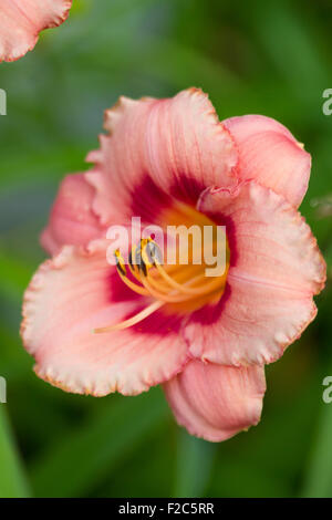 Taglilie Hemerocallis ´Strawberry Candy´ Stockfoto