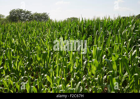 Mais wächst in Pennsylvania, USA Stockfoto