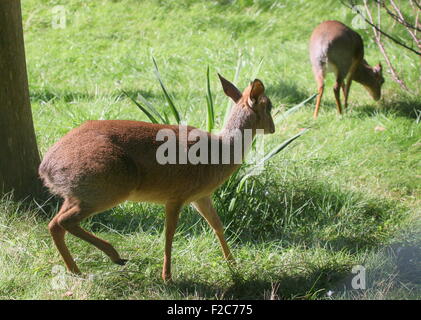 Paar von South West African Kirk Dik (Madoqua Kirkii), eines der kleinsten Antilopenarten. Stockfoto