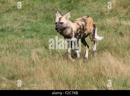 Jagd Afrikanischer Wildhund (LYKAON Pictus) Stockfoto