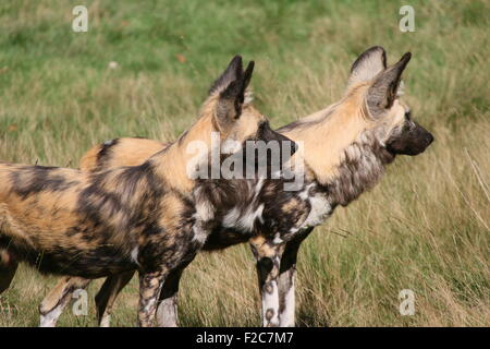 Paar der afrikanischen Wildhunde (LYKAON Pictus) im Profil gesehen Stockfoto