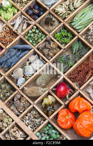 Sammlung von Samenkapseln getrocknete Blumen und Samen aus dem Garten in einem Holztablett Stockfoto