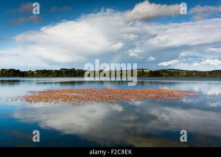 Rosa Blüten wachsen in See mit blauen Himmel und Wolken und teilweise Regenbogen. Vartry Reservoir in Wicklow Irland Stockfoto