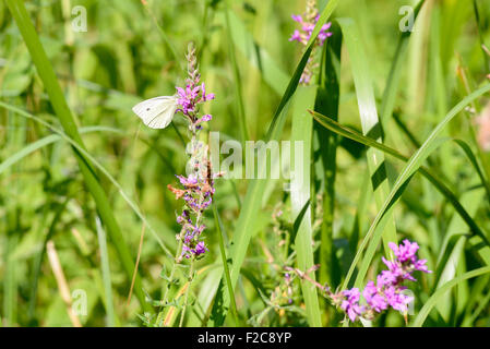 Pieris Rapae Schmetterling, auch als kleiner Kohlweißling ist auf eine rosa Lythrum Salicaria Blume auf Nahrungssuche. Stockfoto