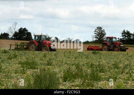 Zwiebel Ernte Bawdsey Suffolk UK Stockfoto