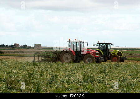 Zwiebel Ernte Bawdsey Suffolk UK Stockfoto