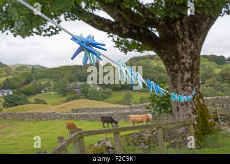 Fotografieren Sie Wäscheklammern auf Linie, wenig Langdale, Nationalpark Lake District, England, UK. Kühe auf der Rückseite Boden. Stockfoto