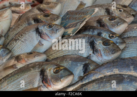 Fangfrische Dorade Fisch auf dem Display für Verkauf am Bauernmarkt Stockfoto