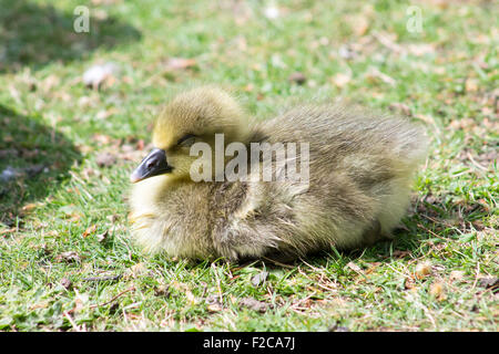 Graugans Gans (Anser Anser) Gosling auf dem Rasen sitzen und Essen auf Nahrungssuche. Stockfoto