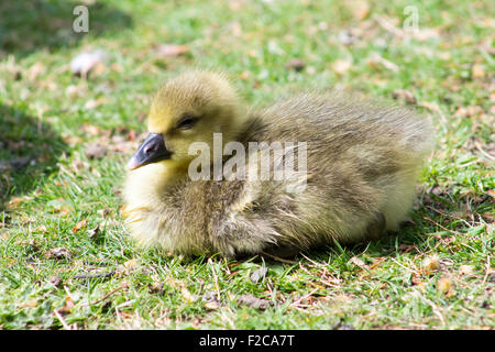 Graugans Gans (Anser Anser) Gosling auf dem Rasen sitzen und Essen auf Nahrungssuche. Stockfoto