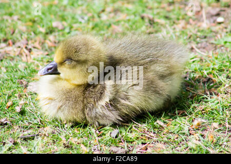 Graugans Gans (Anser Anser) Gosling auf dem Rasen sitzen und Essen auf Nahrungssuche. Stockfoto