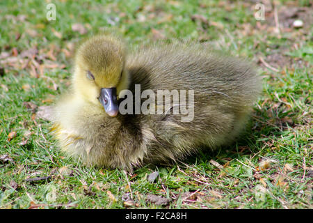 Graugans Gans (Anser Anser) Gosling auf dem Rasen sitzen und Essen auf Nahrungssuche. Stockfoto