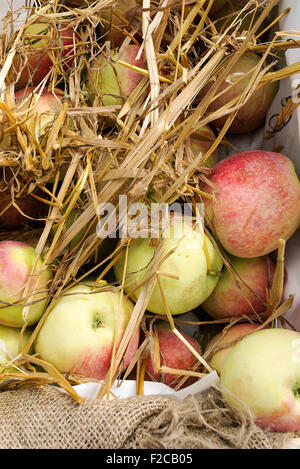 Frische Äpfel in einer Box mit Stroh Stockfoto