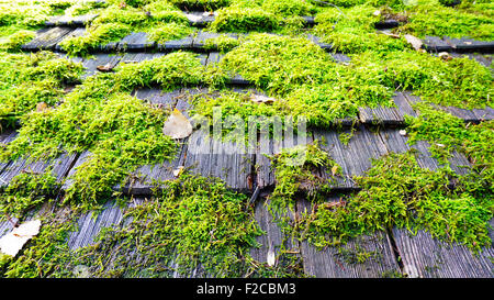 Moos auf dem Holz Dach-detail Stockfoto
