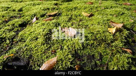 Moos grün auf dem Dach Textur Stockfoto