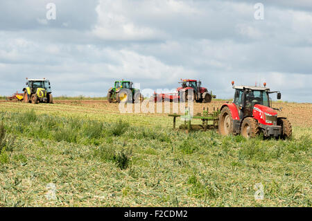 Zwiebel Ernte Bawdsey Suffolk UK Stockfoto