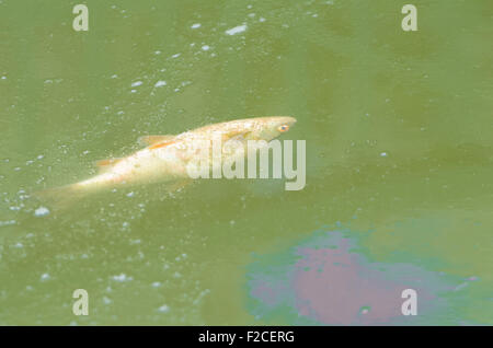 Einzigen Toten gemeinsame Roach Fisch in stehendem Wasser mit Öl verunreinigt Stockfoto