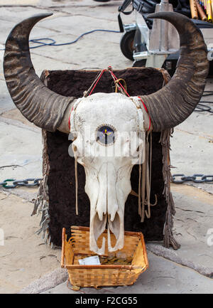 Nahaufnahme von einem Büffelschädel in der Straße Stockfoto