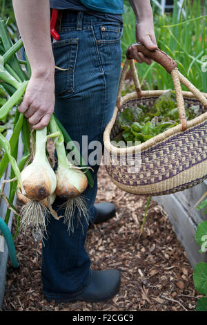 Seitenansicht der junge Frau in Jeans in ihrem Garten mit frisch geernteten Zwiebeln und Korb mit grünen beschnitten Stockfoto
