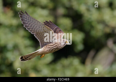 Turmfalken (Falco Tinnunculus) gegen Bäume fliegen Stockfoto