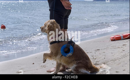 Rettungshund wartet auf Anweisungen vom trainer Stockfoto