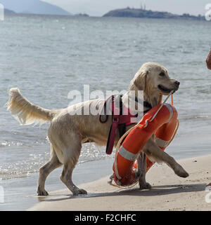 Rettungshund kommt aus dem Meer mit Rettungsring Stockfoto