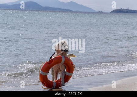 Rettungshund kommt aus dem Meer mit Bewahrer Stockfoto