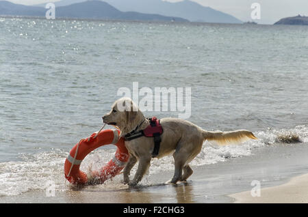 Rettungshund kommt aus dem Meer mit Rettungsring Stockfoto