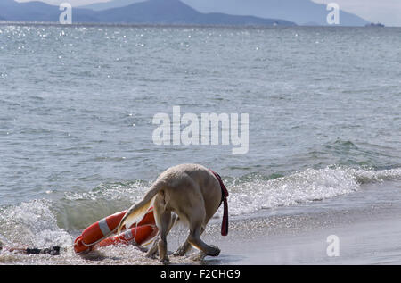 Rettungshund kommt aus dem Meer mit Lebensretter Stockfoto