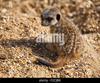 Baby schlank Tailed Erdmännchen (Suricata Suricatta) Stockfoto