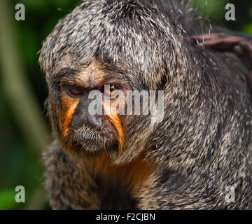 White-faced Saki Affen (Pithecia Pithecia) weiblich Stockfoto