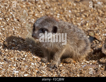 Baby schlank Tailed Erdmännchen (Suricata Suricatta) Stockfoto