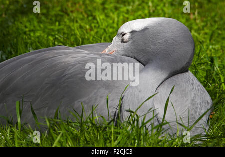 Stanley Kran (Anthropoides Paradisea) Stockfoto